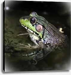 Постер Зелёная лягушка в воде крупным планом