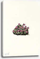 Постер Уолкотт Мари Purple Saxifrage.