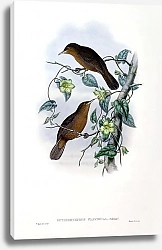Постер Yellow-tinted Brown Honey-eater - Euthyrhynchus flavigula