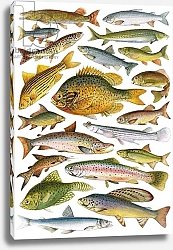 Постер Школа: Английская 20в. Fresh-water Fish - Canadian