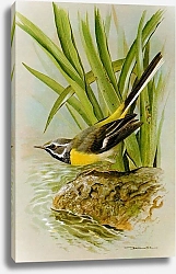 Постер British Birds - Grey Wagtail