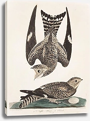 Постер Птицы Америки Уилсона 41