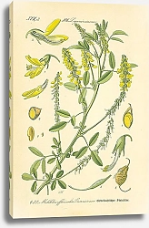 Постер Leguminosaeceae, Melilotus officinalis Desrousseaux
