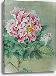 Постер Нежно-розовый цветок пиона с бутоном 
