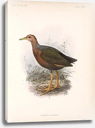 Постер Птицы J. G. Keulemans №83