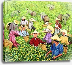 Постер Чен Коми (совр) Tea Picking Girl, 1994