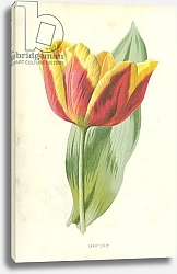 Постер Хулм Фредерик (бот) Early Tulip