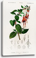 Постер Колибри фуксия (Fuchsia gracilis)