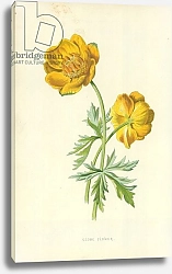Постер Хулм Фредерик (бот) Globe Flower