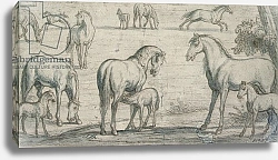 Постер Барлоу Франсис Mares and Foals, 17th century