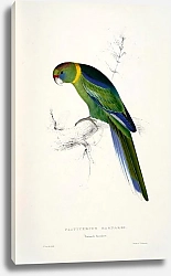 Постер Parrots by E.Lear  #15