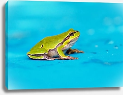 Постер  Зеленая лягушка на мокром синем фоне
