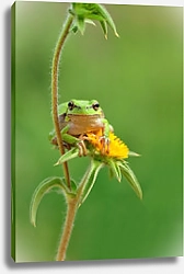 Постер Лягушонок на цветке