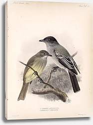Постер Птицы J. G. Keulemans №39
