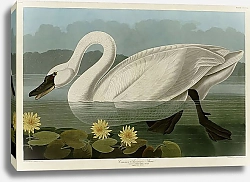 Постер Common American Swan