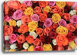 Постер Разноцветные розы