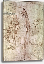 Постер Микеланджело (Michelangelo Buonarroti) Study for David