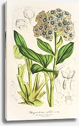 Постер Лемер Шарль Myosotidium nobile