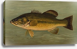 Постер Петри Джон The Large-Mouthed Black Bass, Micropterus salmoides.