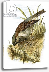 Постер Школа: Английская 20в. Sparrow