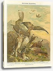 Постер Хищные птицы Германии
