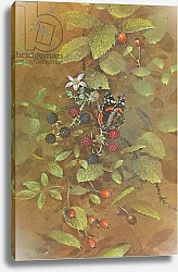 Постер Бенингфилд Гордон (1936-98) Red Admiral, from Beningfield's Butterflies pub.by Chatto & Windus, 1978