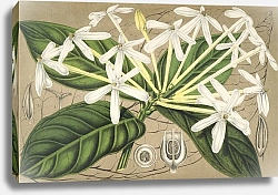 Постер Лемер Шарль Posoqueria multiflora