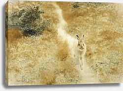 Постер Лильефорс Бруно A Winter-Hare in a Landscape, 1909