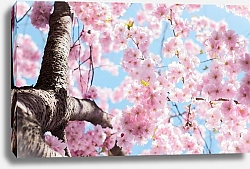 Постер Дерево цветущей вишни в розовом цвету