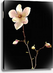 Постер Нежный розовый цветок на ветке с бутонами