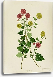 Постер Неизвестен Dendranthema x grandiflora