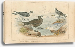 Постер Black Toed Gull, Richardson's Skua, Glaucous, Gull, Black Tern, Lesser Tern
