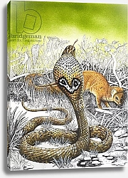 Постер Кэтрайт Уильям (животные) King Cobra meets his Match, from 'Nature's Kingdom'