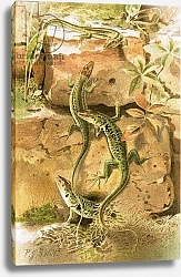 Постер Смит Джозеф (акв) Wall lizards