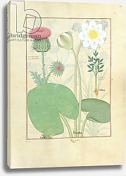 Постер Тестард Робинет (бот) Ms Fr. Fv VI #1 fol.129r Plumed thistle, Water lily and Castor bean plan