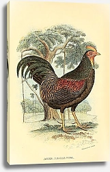 Постер Javan  Jungle-Fowl