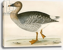 Постер Моррис (акв, птицы) Bean Goose