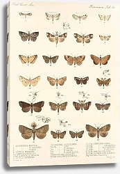 Постер Годман Фредерик Insecta Lepidoptera-Heterocera Pl 036