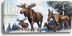 Постер Бэкхаус Д. (совр) Moose Family