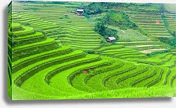 Постер Рисовые поля на террасах Му Кан Чай, Вьетнам 3