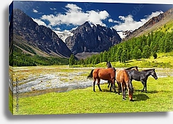 Постер Россия, Алтай. Горный пейзаж с лошадьми