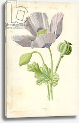 Постер Хулм Фредерик (бот) Poppy