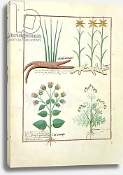 Постер Тестард Робинет (бот) Ms Fr. Fv VI #1 fol.119v Cyperus, Calamus, Crocus ostensis, c.1470