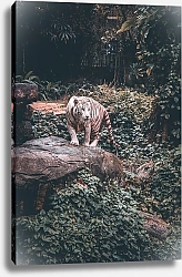 Постер Белый тигр в джунглях 1