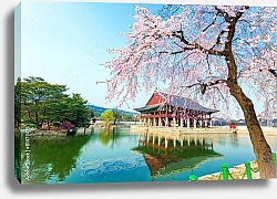 Постер Кенбоккун, дворец в вишневом саду весной, Южная Корея