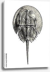 Постер Ретро-иллюстрация подковообразного краба, живого ископаемого существа