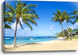 Постер Пальмы на песчаном пляже на Гавайях