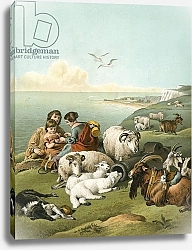 Постер Лэндсир Эдвин Children playing with sheep and goats on white cliffs