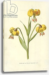 Постер Хулм Фредерик (бот) Turk's Cap or Yellow Martagon Lily