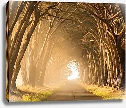 Постер Туманная дорога в солнечном лесу